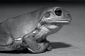 IMG_7741-01 - Green Tree Frog (Litoria caerulea)